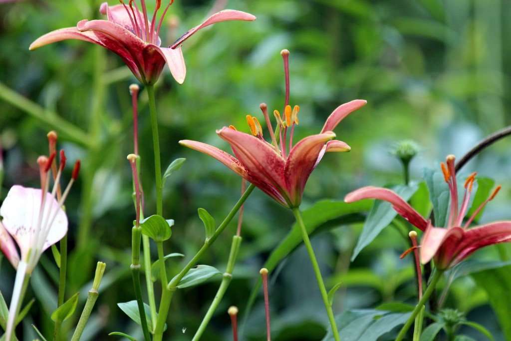 Are lilies poisonous to cats?