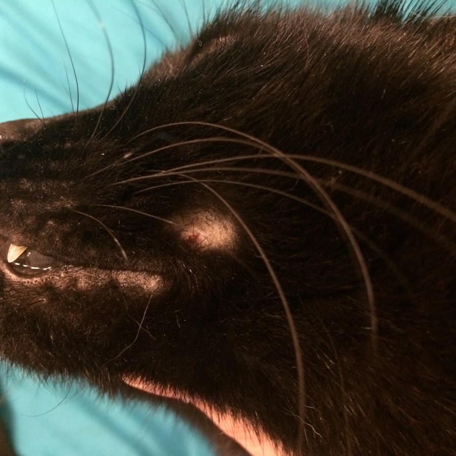 Bald Spot On Cats Head - LoveCatsTalk.com