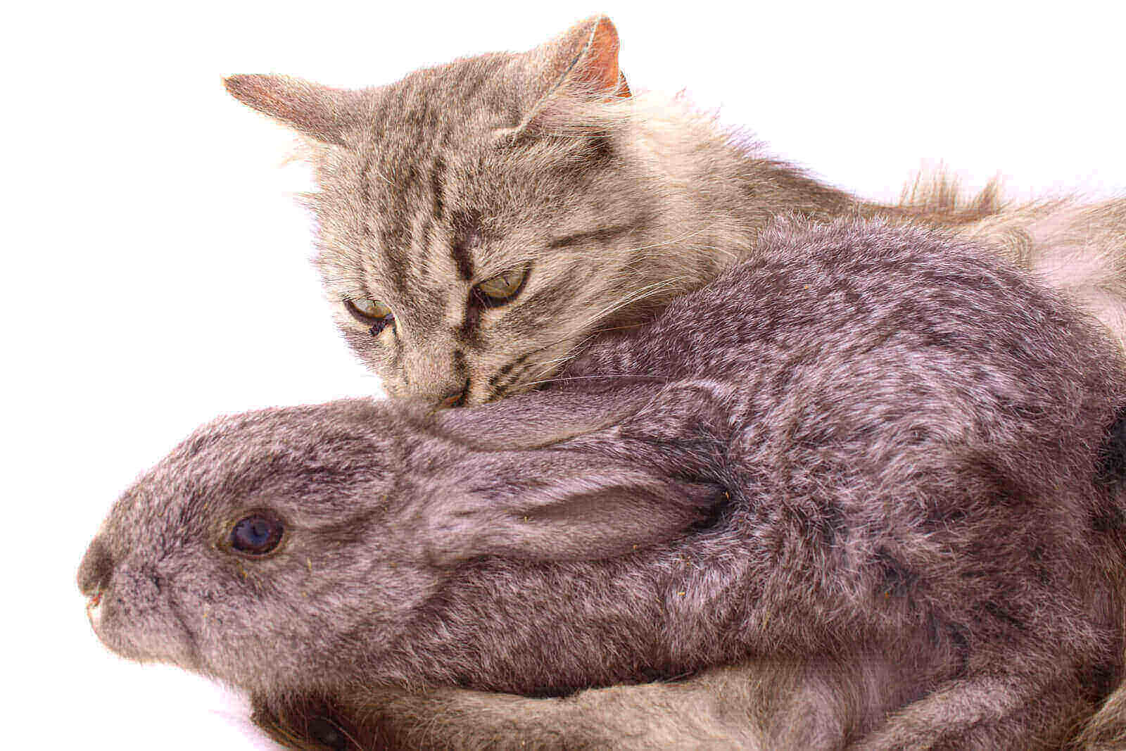 Do Cats Eat Rabbits? 5 Clear Ways For Pet Lovers To Make ...