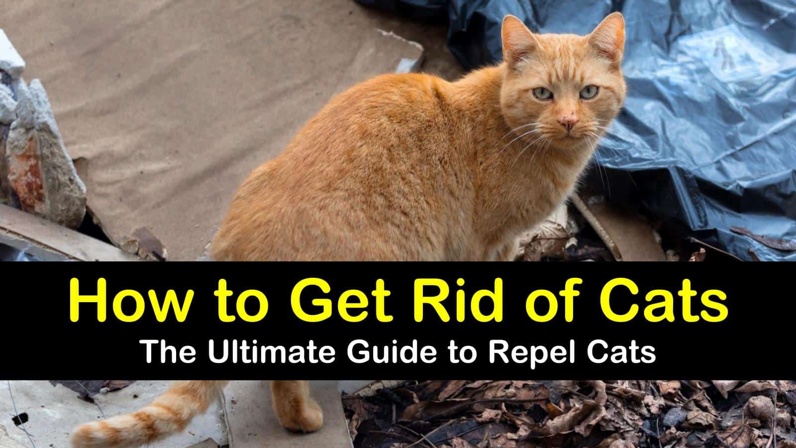 How to Get Rid of Cats