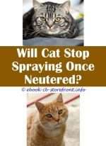 Will neutering an older cat stop spraying