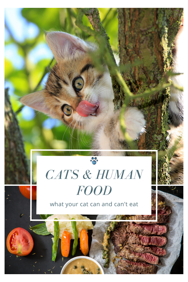 Human Food &  Cats (With images)