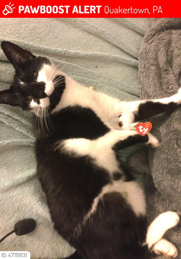 Lost Female Cat in Quakertown, PA 18951 Named Oreo (ID ...