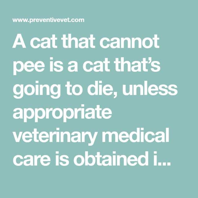 My Cat Cant Pee! Feline Urethral Obstruction: Be Aware