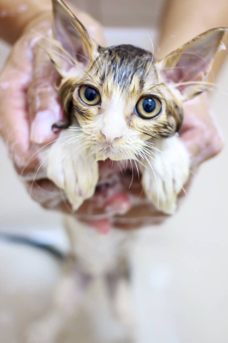 How To Bathe Cat With Fleas